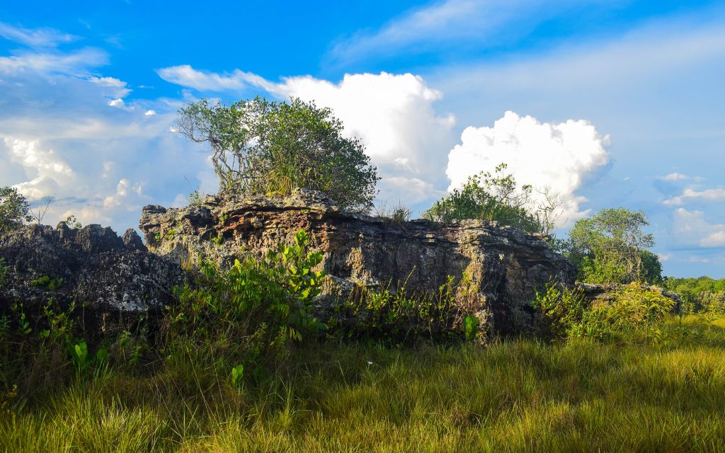 ciudad de piedra sitio web turistico de guaviare donde vemos como nacen arboles de una inmensa roca