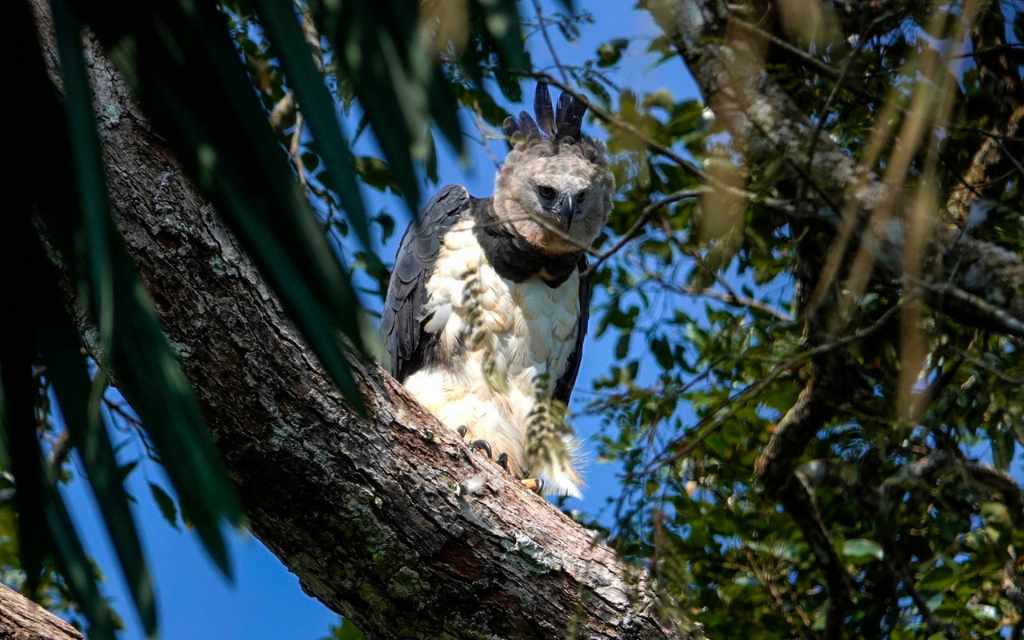 aguila arpia san jose del guaviare obsevar