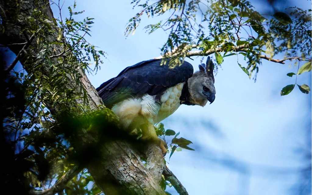 aguila arpia observacion en san jose del guaviare