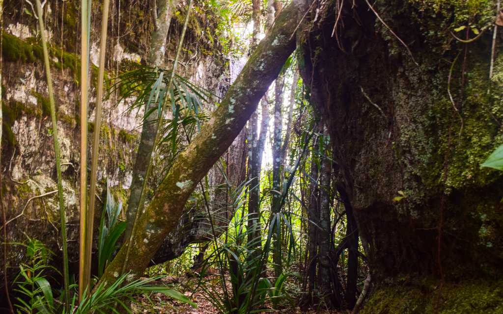 camino se bosque frondoso en ciudad de piedra, san jose del guaviare