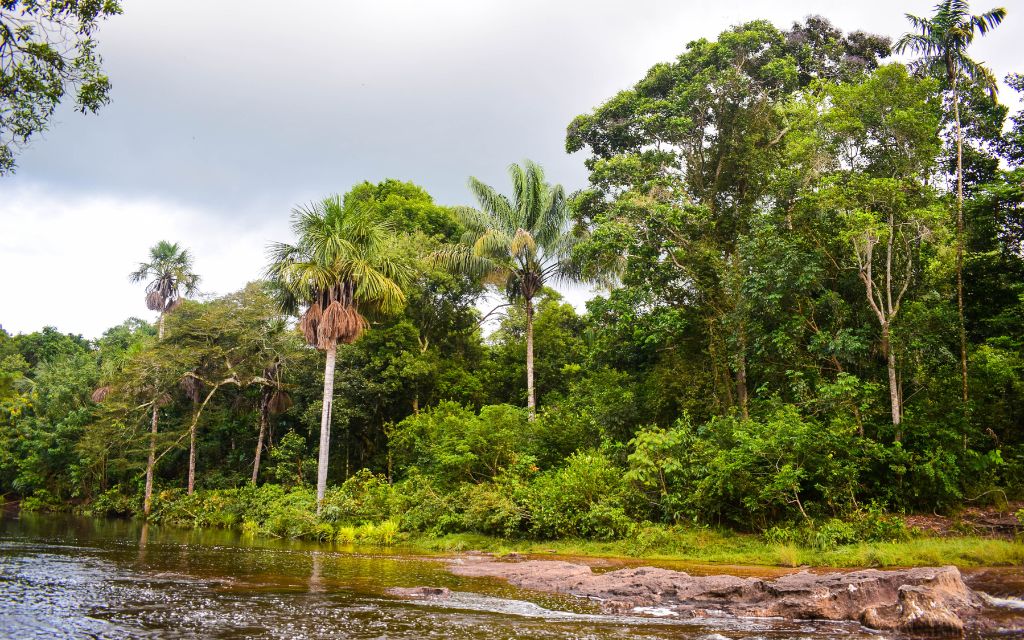 palmeras y bosques ecoparque la lindosa guaviare
