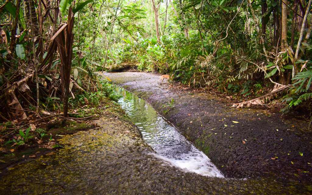 los chorros atractivo ecoturistico del guaviare dominado por el agua en todo el recorrido y la vegetacion pura
