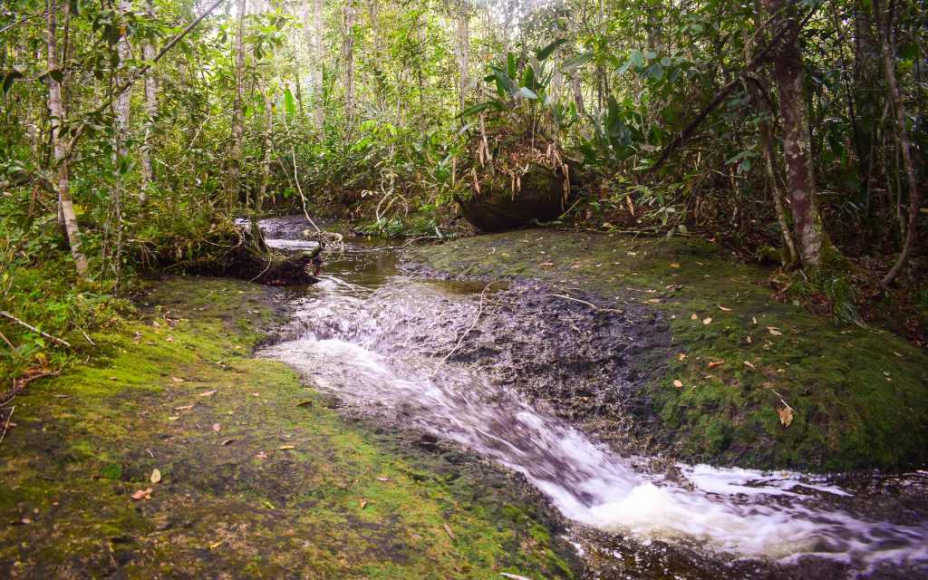 caudal de agua en medio de un bosque donde los arboles tapan el cielo, creando un hermoso escenario vegetal en los chorros sitio web turistico de san jose