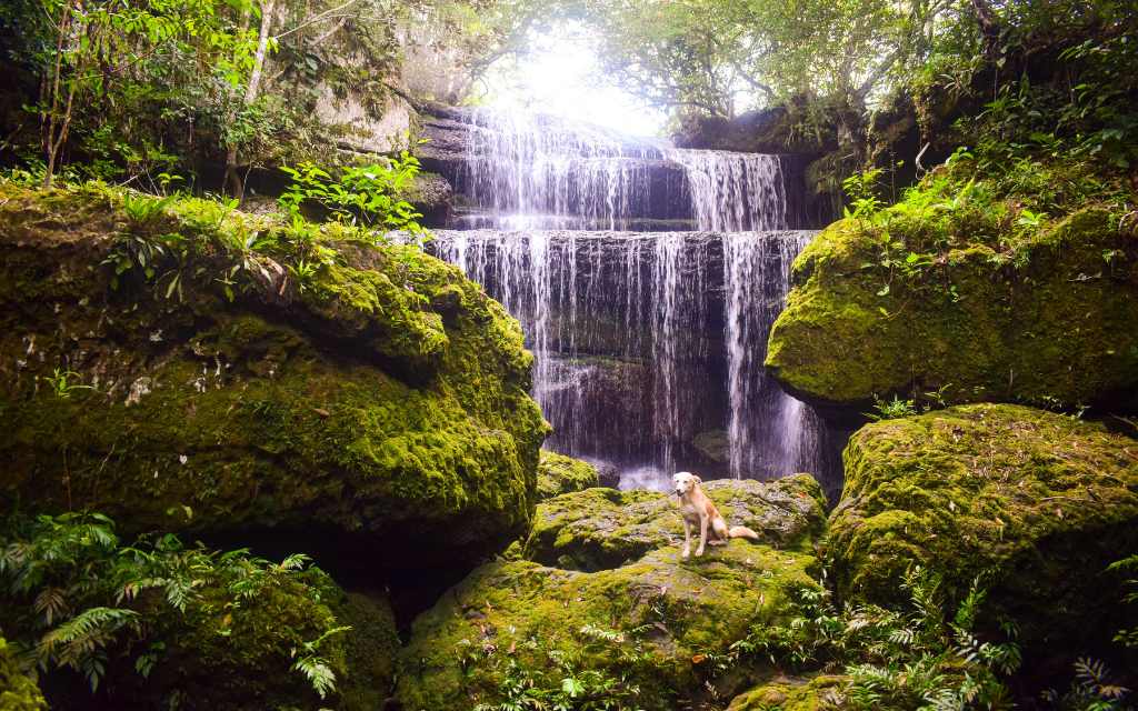 cascada metida en un bosque, llamativa y enigmatica, creando un contraste maravilloso en los chorros, turismo guaviare