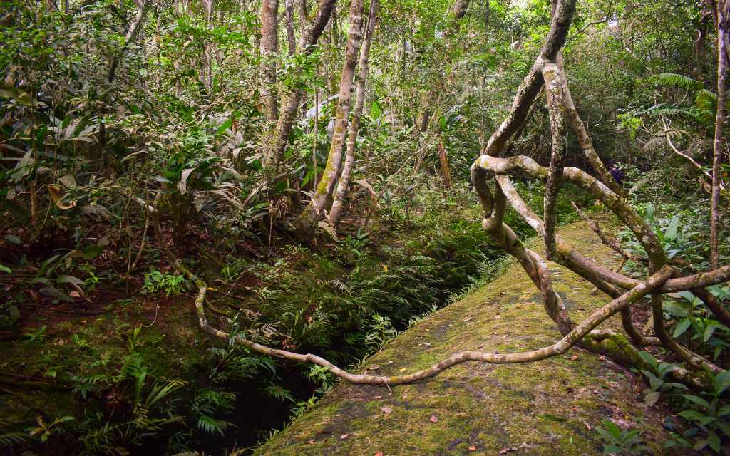 árboles altos con troncos delgados y retorcidas lianas que se entrelazan, creando una atmósfera natural y salvaje en los chorros, turismo guaviare
