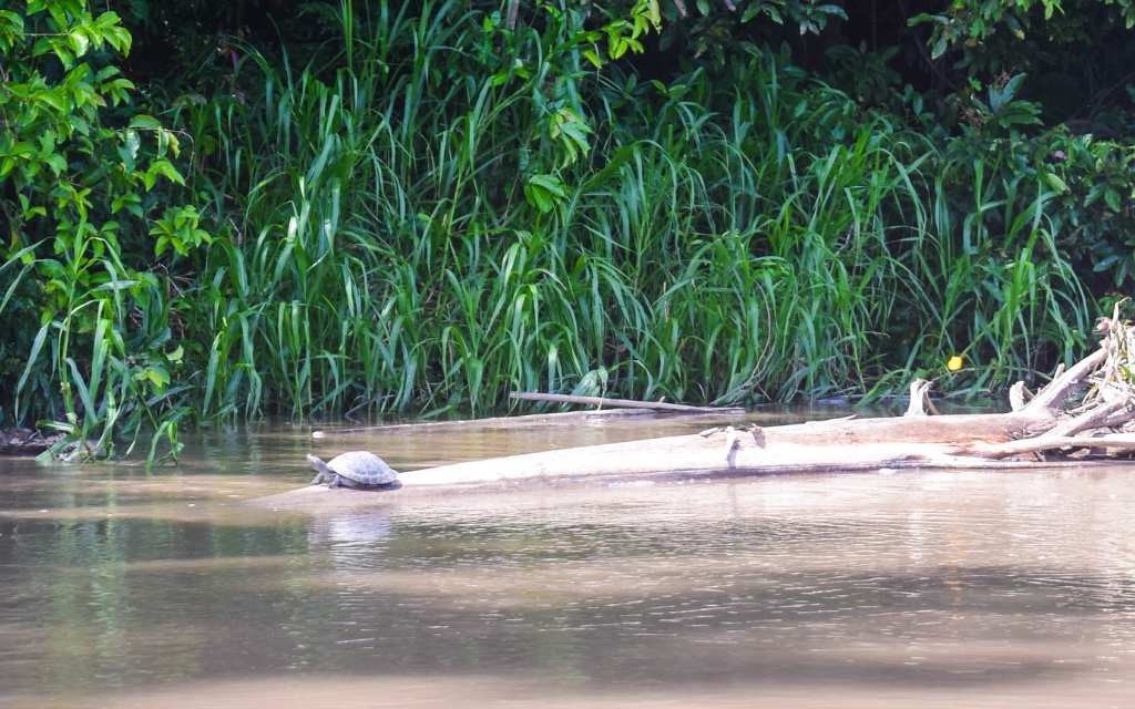 observacion de tortugas en mirador narigua de guaviare