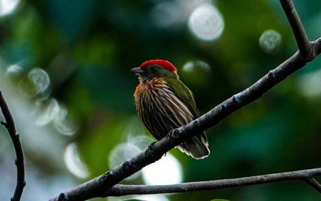 El Kinglet Manakin, o manakin rayado oriental, ave de la morada de yawis