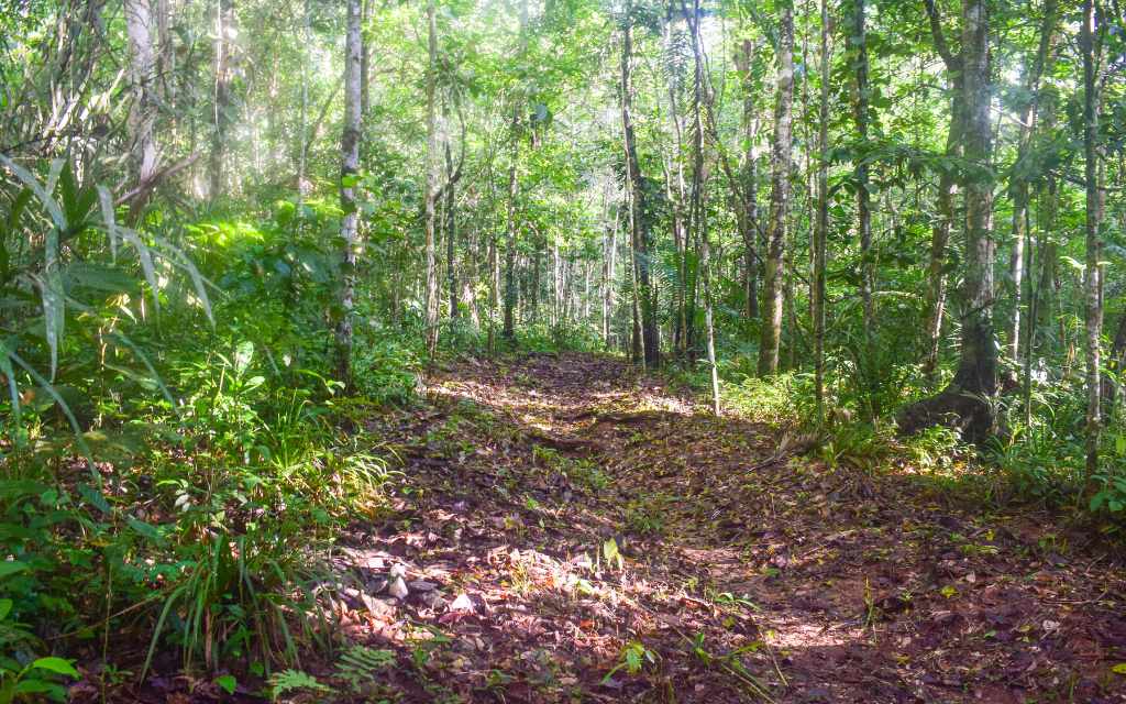 sendero de bosque en los chorros sitio turistico de san jose del guaviare, donde la luz luce filtrándose entre la frondosidad, lo que añade un toque mágico al paisaje.