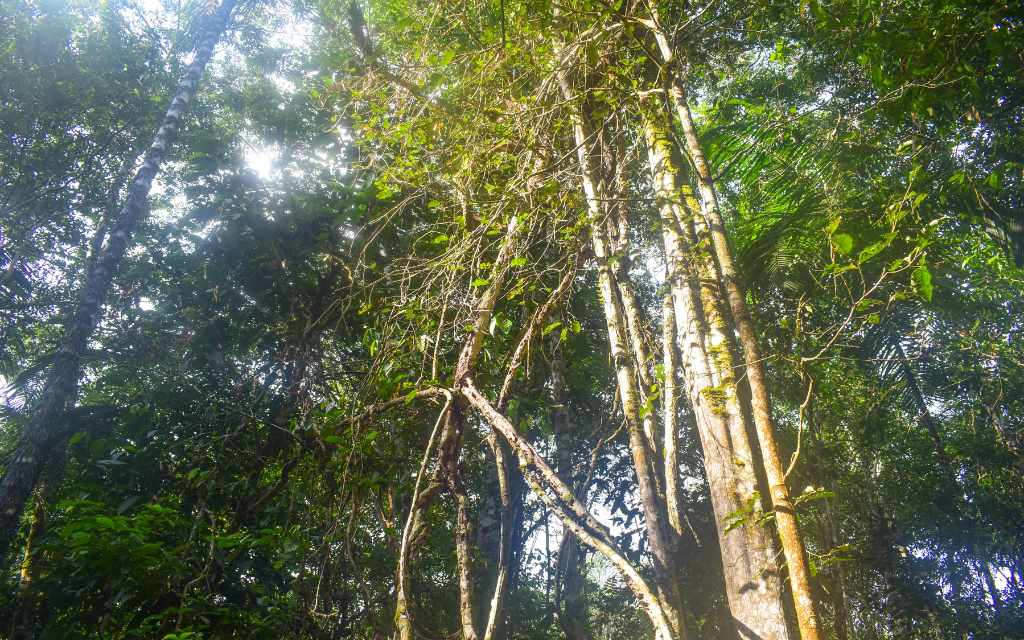 arboles del guaviare