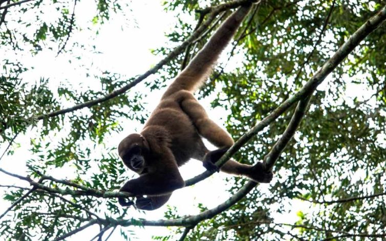 morada de yawis gastronomia y de fauna en guaviare