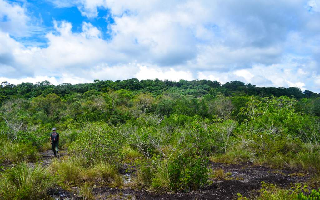 sendero lleno de vegetacion antes de llegar a los pozos naturales de san jose del guaviare
