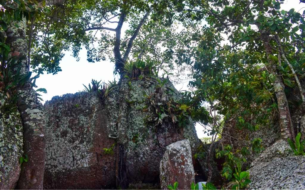 arboles salen de rocas en los tuneles naturales san jose del guaviare
