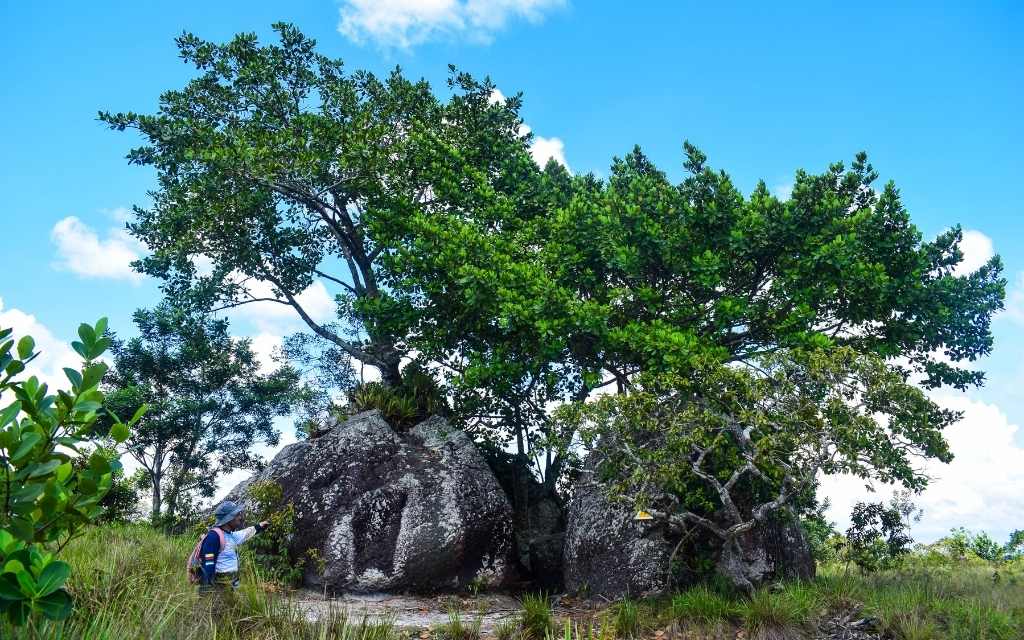 lindo escenario de arboles naciendo de rocas en tuneles naturales guaviare