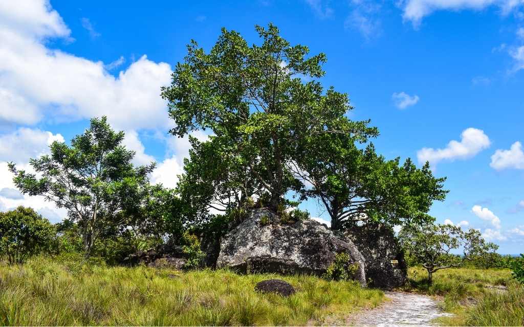 arboles nacen de rocas en san jose del guaviare