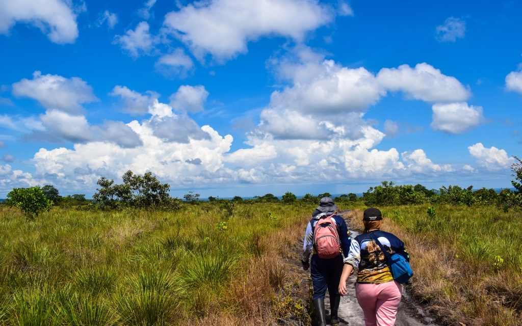 en túneles naturales guaviare, dos personas exploradoras caminan por un sendero que atraviesa una llanura cubierta de hierba amarillenta y verde. El entorno muestra una vegetación baja y algunos arbustos dispersos.