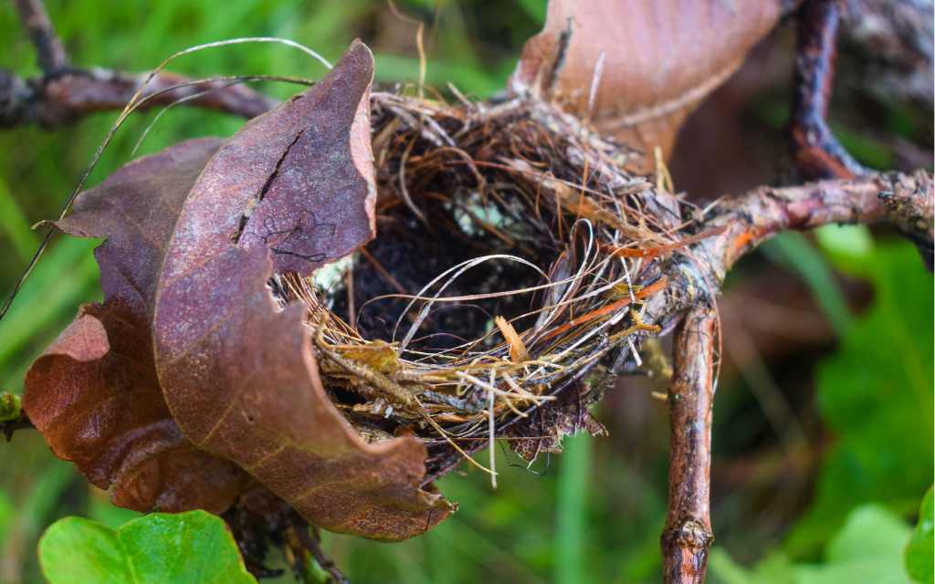nido en tuneles naturales
