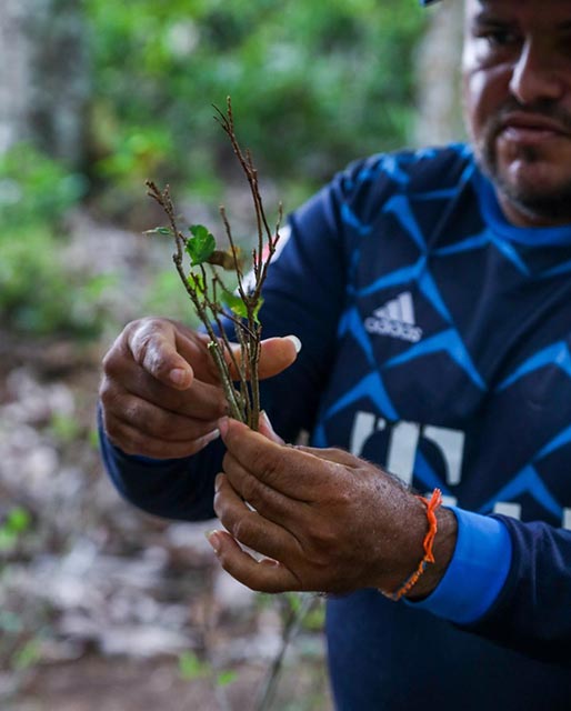 finca chontaduro hombre recolector de coca con hojas mostrando su antigua vida