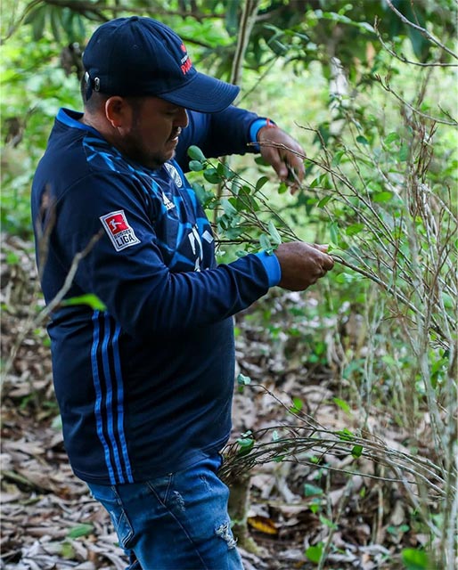 hombre de la finca chontaduro haciendo raspado es decir sacando las hojas de coca de la planta como parte de la charla educativa