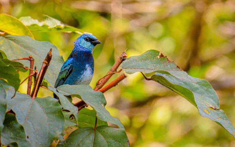 ave azul tomada en finca agroturistica del guaviare