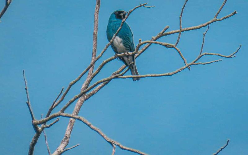 Azulejo golondrina Swallow-tanager guaviare