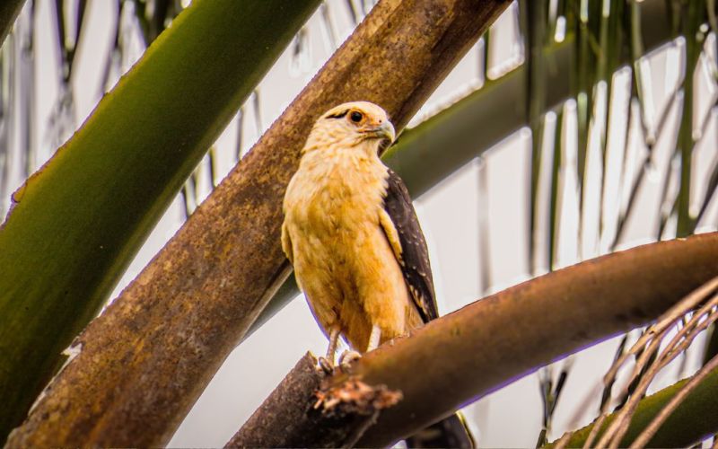Yellow-headed Caracara pigua ave de san jose del guaviare