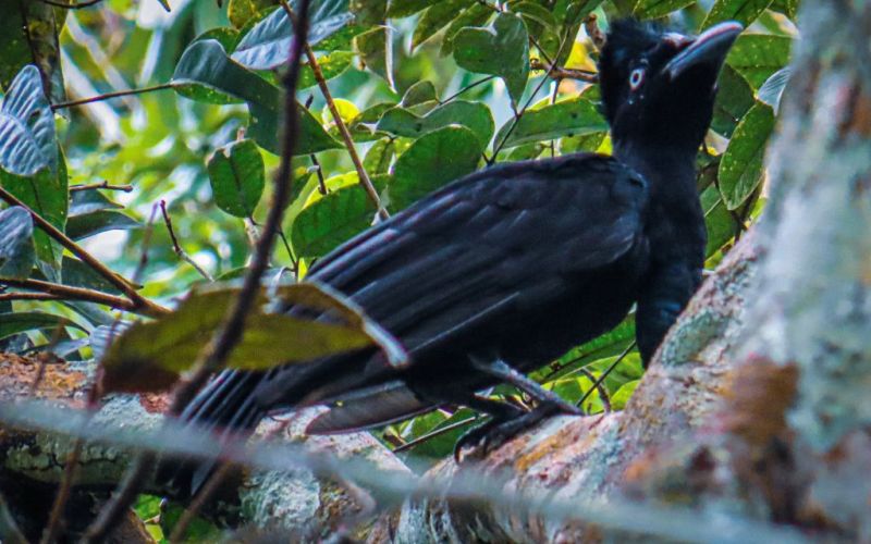 foto de ave del guaviare tomada por beraca tour