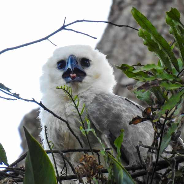 foto de aguila arpia de la morada de yawis en el guaviare