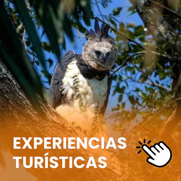 diseño que lleva a las experiencias turisticas del guaviare, la foto es del aguila arpia