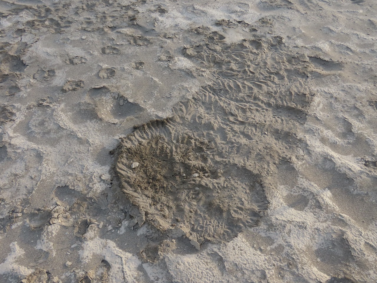 Imagen de WhatsApp 2026-01-12 a las 09.08.39_28a10985